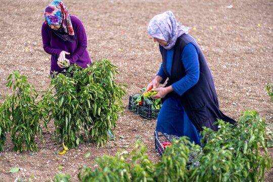On a sunny day, farmer's family picks red chili peppers in a greenhouse.