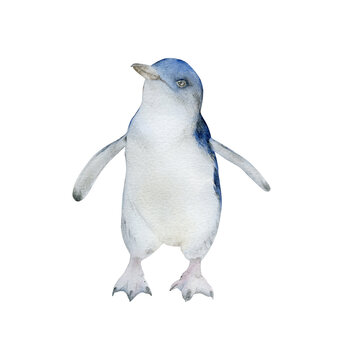 Hand-drawn watercolor blue little penguin illustration isolated on white background. Australian animal bird	