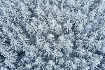 Beautiful winter forest, aerial view. Aerial view of snowy pine trees in mountains. Natural landscape