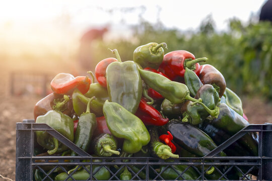 Red chili pepper grows on a green branches, plantation of vegetables in the greenhouse

