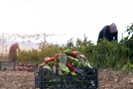 On a sunny day, farmer's family picks red chili peppers in a greenhouse.
