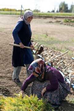 Farm specialist workers pulling out freshly picked carrots. Summer vegetable growth. Production of natural food. Agribusiness.
