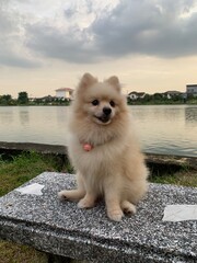 chihuahua on the beach