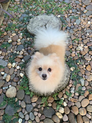 Pomeranian puppy on the grass