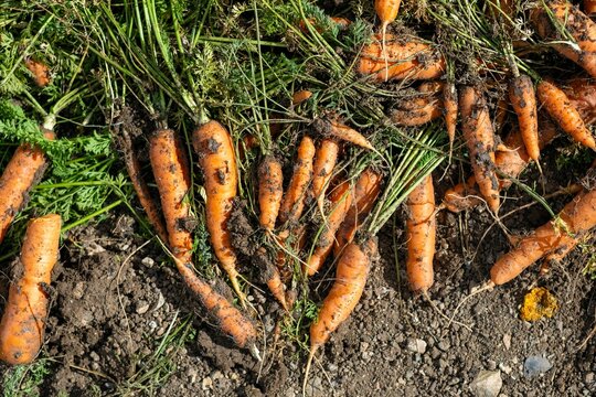 A bunch of fresh carrots with greens on the ground. Large juicy unwashed carrots in the field against the background of the earth close up.
