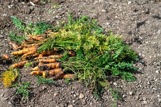 A bunch of fresh carrots with greens on the ground. Large juicy unwashed carrots in the field against the background of the earth close up.
