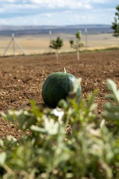 Watermelon in vegetable garden for harvest.

