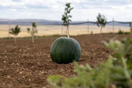Watermelon in vegetable garden for harvest.

