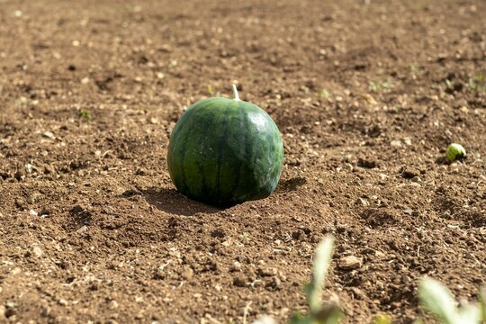 Watermelon in vegetable garden for harvest.
