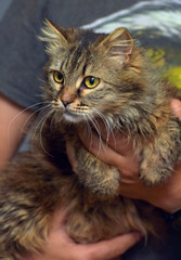 brown fluffy siberian cat in hands