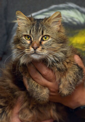 brown fluffy siberian cat in hands