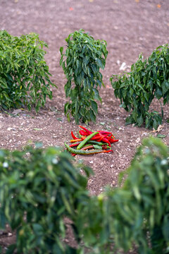 Red chili pepper grows on a green branches, plantation of vegetables in the greenhouse
