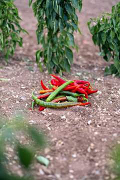 Red chili pepper grows on a green branches, plantation of vegetables in the greenhouse
