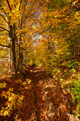 Autumn Forest. Vivid october day in colorful forest.