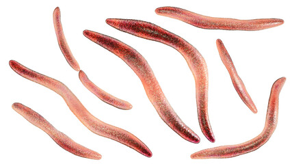 Fusobacterium, 3D illustration. An oral bacterium that causes periodontal diseases