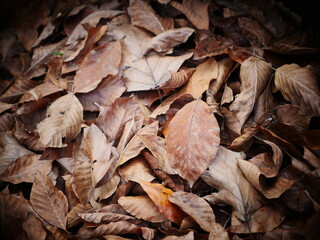 leaves on the ground