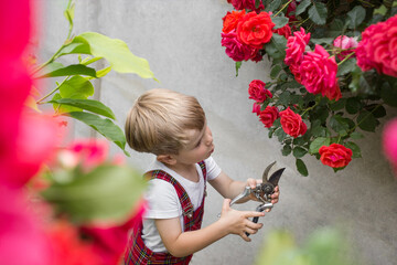 Caring for a blooming red rose bush. A child cuts roses in the garden with garden scissors. Little...