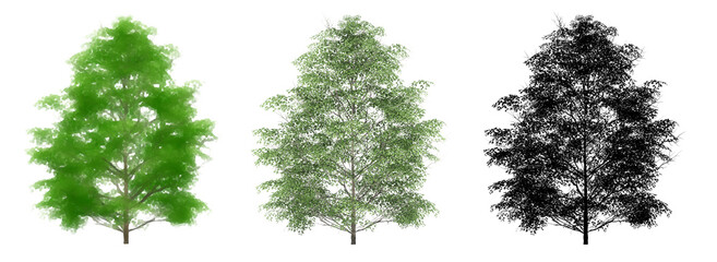 Set or collection of Cherrybark Oak trees, painted, natural and as a black silhouette on white background. Concept or conceptual 3d illustration for nature, ecology and conservation, strength