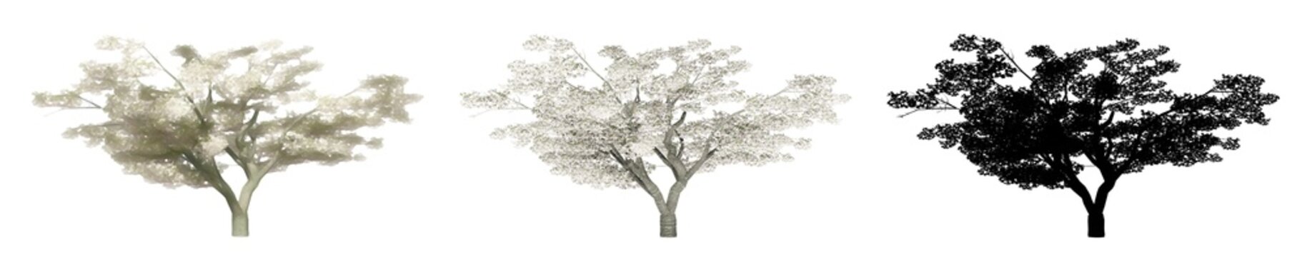 Set or collection of Cherry trees, painted, natural and as a black silhouette on white background. Concept or conceptual 3d illustration for nature, ecology and conservation, strength