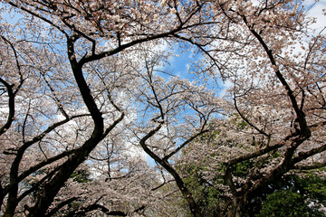 Large cherry blossom trees in the park with full bloom
