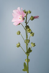 Inflorescence of pink mallow flowers isolated on gray background.
