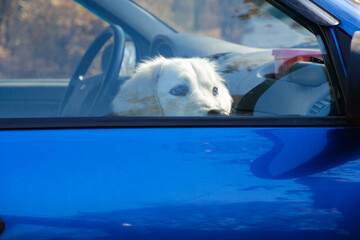 Labrador dog sitting locked in the car and looking out the window