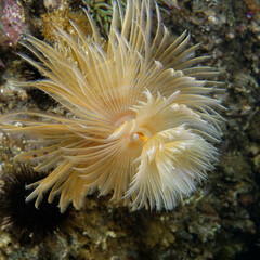 Naklejka na ściany i meble Spiral tube-worm (Sabella spallanzanii) in Mediterranean Sea