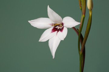 Elegant white gladiolus flower with burgundy center isolated on green background.