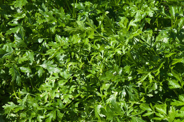 Fototapeta na wymiar Sydney Australia, leaves of a petroselium crispum or italian parsley plant 