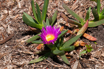 Sydney Australia, carpobrotus rossii or pigface is a succulent coastal groundcover plant native to southern Australia. © KarinD