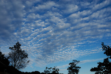 晴れた秋空を飾るサバ雲
