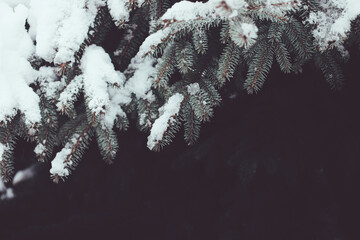 Beautiful Christmas Background with snow covered gray fir tree brunch close up. Copy space, trendy...