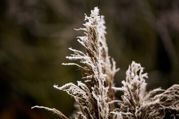 grass in the morning