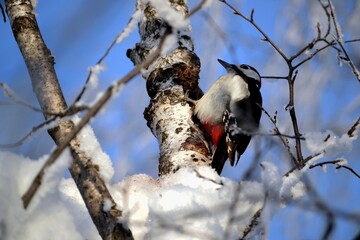 Woodpecker
