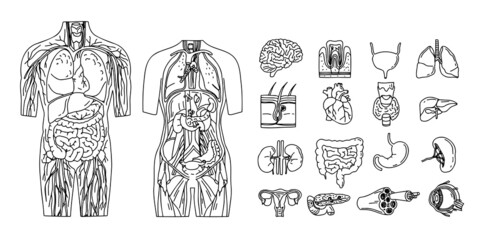 Line sketch of the internal organs. Individual elements of the human body. Drawing 