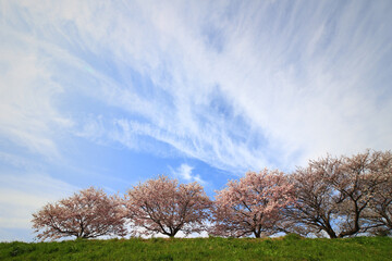 A row of cherry blossom trees on the banks of the Tama River where flowers in full bloom bloom