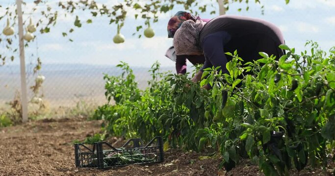 On a sunny day farmer family picking red chili peppers in a greenhouse 