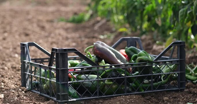 Red chili pepper harvesting, plantation of vegetables in the greenhouse