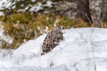 Grey Partridge brown feather foraging in snow pile
