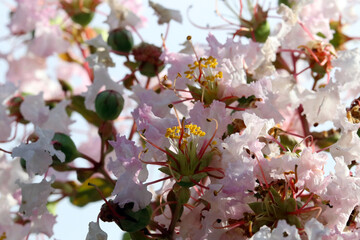 Gorgous and fancy Crape myrtle 
