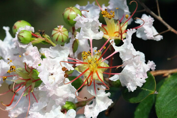 Gorgous and fancy Crape myrtle "Sarusuberi" flower. サルスベリの花のマクロ接写写真。