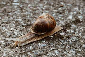 Weinbergschnecke auf asphaltierter Straße.