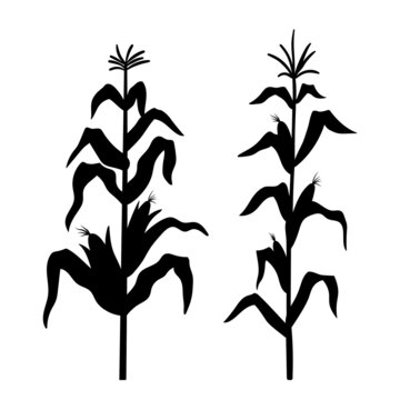 Silhouette of growing corn. Vector black illustration of vegetable harvest isolated on white background. Farm plant sign