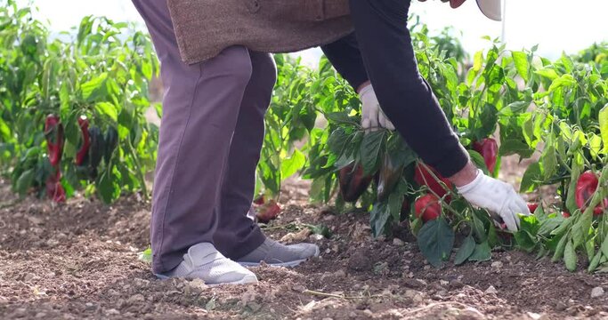 On a sunny day farmer family picking red chili peppers in a greenhouse.