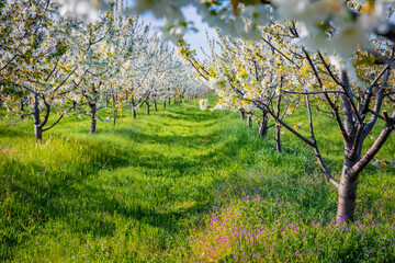 Wonderful spring scenery. Exciting morning view of apple trees garden in the outskirts of Bitola town. Impressive outdoor scene of North Macedonia. Greenery concept background.