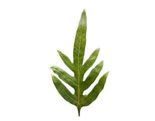 Isolated hawaiian fern leaf with clipping paths.