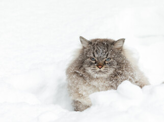 Covered with snow Neva Masquerade Siberian domestic cat sitting in a snowdrift during wintertime