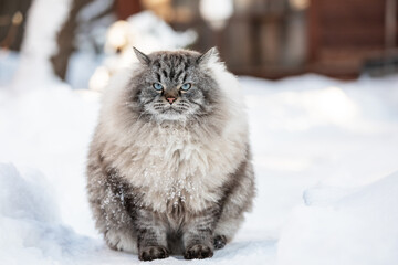 Neva Masquerade Siberian domestic cat sitting in snow during wintertime