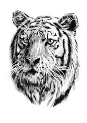tiger head vector