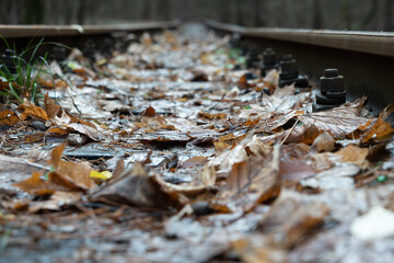 Close-up photo of an old wooden abandoned railway strewn with orange and yellow muddy autumn maple fallen leaves. Nature and fall concept